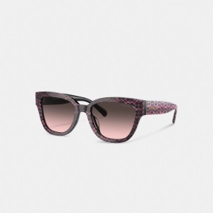 Brown Women Coach Signature Round Ruby Pearlized Signature Sunglasses | AU_CH88133